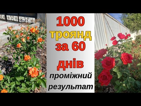 Видео: вирощування троянд черенками. проміжний результат.