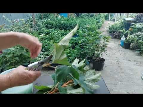 Видео: Дуболистная гортензия черенкование 30.08.2024 г