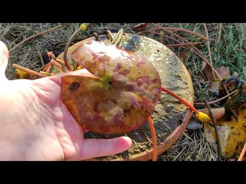 Видео: КАК СОХРАНИТЬ НИМФЕИ или ВОДЯНЫЕ ЛИЛИИ ЗИМОЙ.МОЙ ПЕРВЫЙ ОПЫТ #нимфеи #лилии #зимовка #хранение #зима