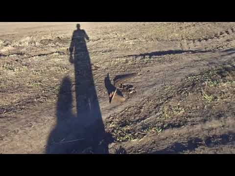 Видео: Начало положено. металлокоп с AR 944 M