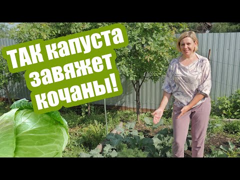 Видео: Что делать, если КАПУСТА НЕ ЗАВЯЗЫВАЕТСЯ? Разбираем 5 главных причин!