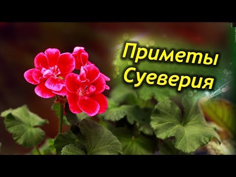 Видео: Герань в доме! Приметы и суеверия о цветке. Стоит ли держать герань дома?