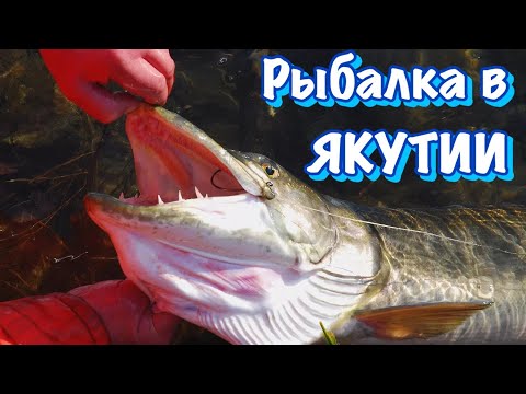 Видео: Ловля ТРОФЕЙНОЙ ЩУКИ на спиннинг  🎣 Рыбалка на реке Лена 🏕 Удачная Рыбалка в Якутии 🦟=❤️