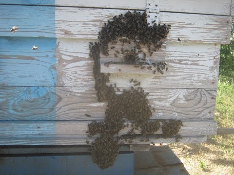 Видео: Подсадка маток колпачком