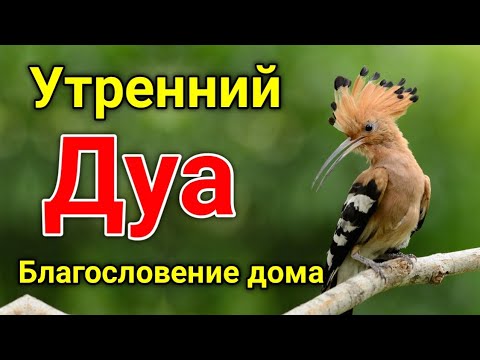 Видео: Утренний дуа. дуа каждое утро.