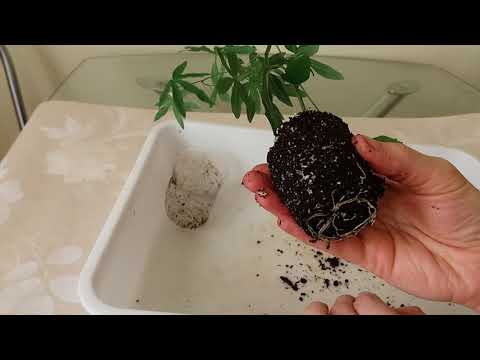 Видео: Пассифлора кавалерийская звезда. Еще один способ размножения