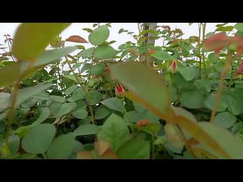 Видео: Первые цветы в теплице.