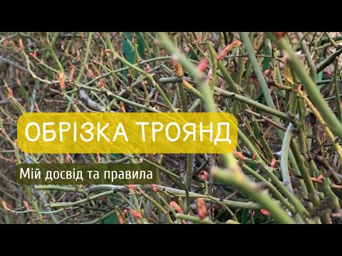 Видео: Смішне правило обрізки плетистих троянд