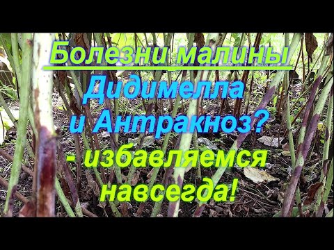 Видео: 77. Болезни малины - ДИДИМЕЛЛА (пурпуровая пятнистость), антракноз и пр. - избавляемся навсегда!