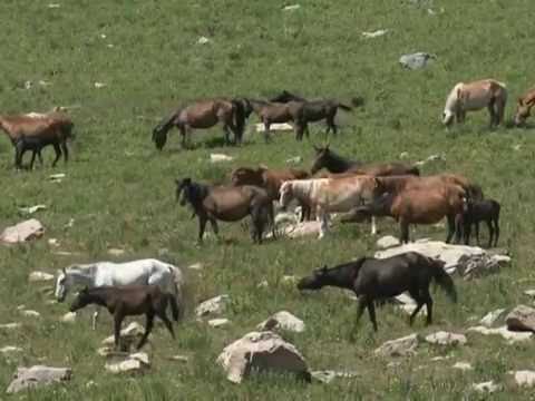 Видео: Тарбагатайдын танбалы тастары