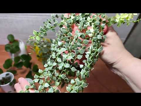 Видео: Дисхидии бриллианты моей коллекции!  01.11.25.