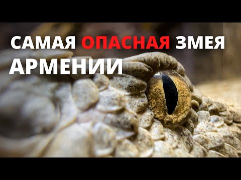 Видео: Самая опасная змея Армении - Гюрза | Укус ядовитой гадюки