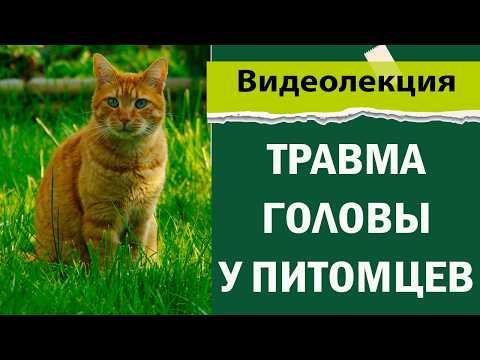 Видео: Черепно-мозговая травма у животных