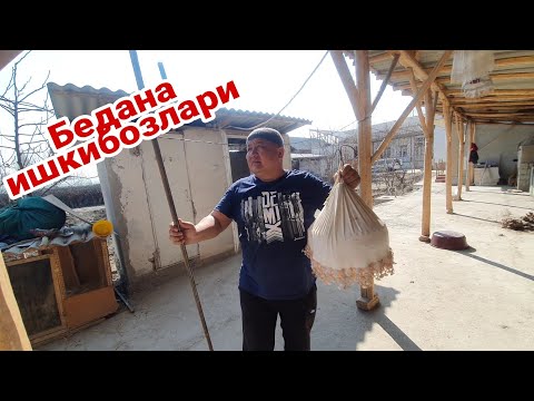 Видео: ОХУНОВ ТВНИ БЕДАНАСИ КАНДАЙ САЙРАЙДИ / БЕДАНА САЙРАТИШ СИРЛАРИ