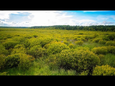 Видео: Экотропа Ладожские берега