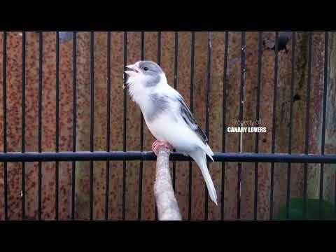 Видео: 12 | CUIT-CUIT❗ ПОЛНЫЙ ЭНЕРГИИ ❗❗Для дрессировки вашей молодой канарейки! #канарейка #мастеринг