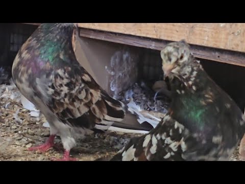 Видео: 200+Иранские голуби в небе и такла не может сесть Iranian pigeons & Takla performance @ Majids Haven
