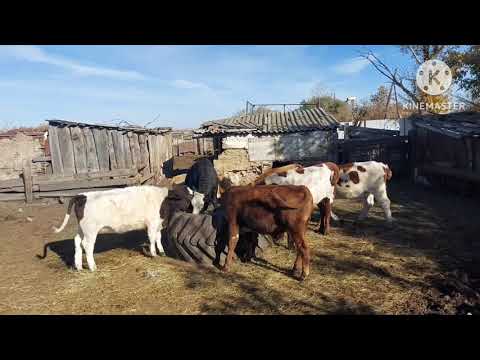 Видео: Жизнь в селе#Казахстан#Здали быков.Привезли зерно,чистим комбайн.