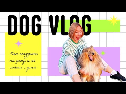 Видео: DOG VLOG | ШЕЛТИ против грозы на даче