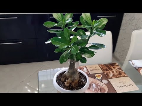 Видео: АДЕНИУМ. Пересадка адениума. Формирование каудекса на канале Светланы Чурбановой "Цветочная фея"