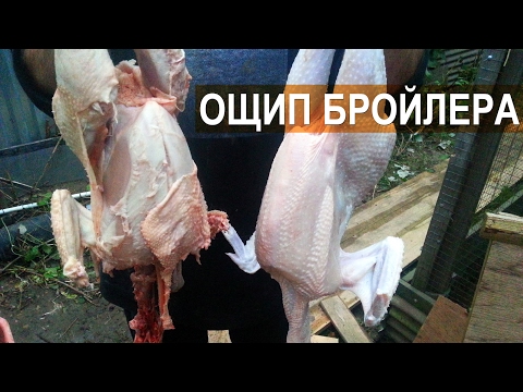 Видео: Правильный и неправильный способ ощипа бройлера в перосъёмной машине NT-600