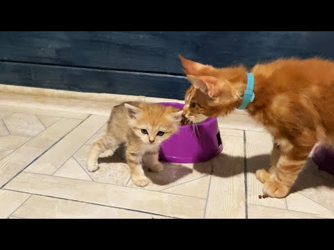 Видео: МИЛЫЕ И ГРОЗНЫЕ БАРХАННЫЕ КОТЯТА ЗНАКОМЯТСЯ С МЕЙН-КУНАМИ