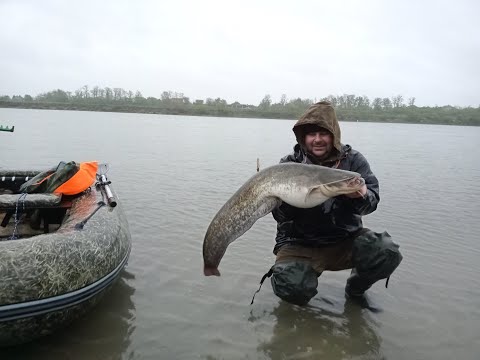 Видео: весенний сом на реке Кубань