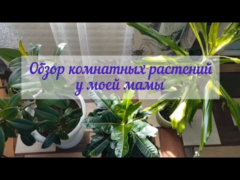 Видео: Обзор комнатных растений у моей мамы