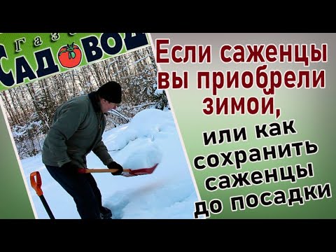 Видео: Если саженцы вы приобрели зимой, или как сохранить саженцы до посадки