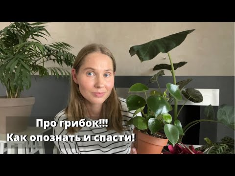 Видео: Грибок на растениях. Чем вызван грибок? Как распознать грибок? Как и чем лечить грибок на растении?