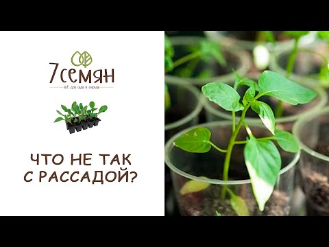 Видео: У РАССАДЫ БЕЛЕЮТ ЛИСТЬЯ! ЧТО ДЕЛАТЬ? | 7 семян