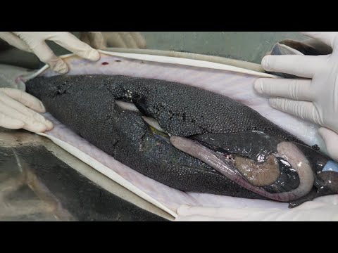 Видео: Процесс приготовления икры, одного из трех лучших деликатесов в мире / Корейская уличная еда