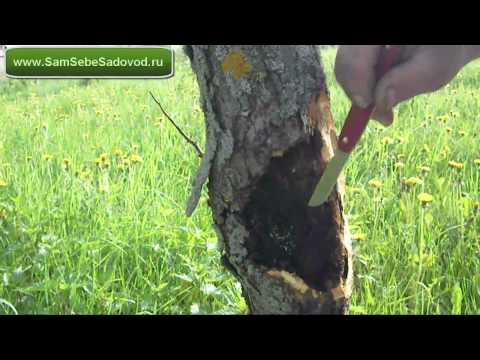 Видео: Рак яблони   Часть 1