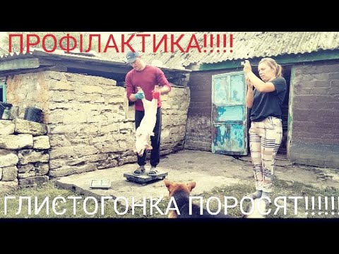 Видео: 🆘ОЦЕ ТАК ВАГА ПОРОСЯТ🐷🤯‼️ ПРОФІЛАКТИКА ТА ГЛИСТОГОНКА🐖⁉️ РОБОЧІ ПРОЦЕСИ У СВИНАРСТВІ⁉️ СПИНІ ТОРБА🤯👴