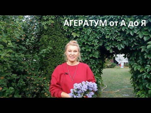 Видео: Агератум от А до Я в природном земледелии.