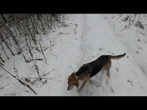 Видео: 4.11.2024 Охота с русской гончей и опять один из двух