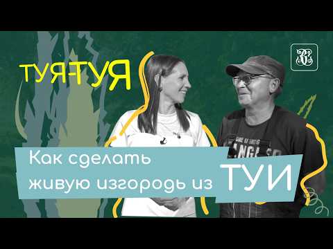 Видео: Как сделать живую изгородь из туи? 5 видов посадки