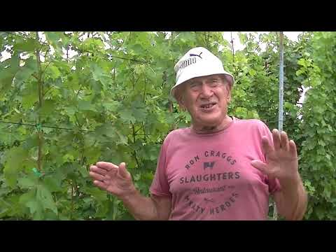 Видео: Результат работы триходермы