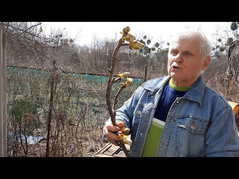 Видео: Прополис пчелиный. Как получить качественный прополис