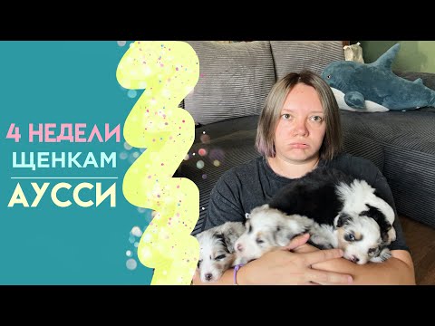 Видео: 24 ЧАСА с 7-ю австралийскими овчарками! Наш ДЕНЬ