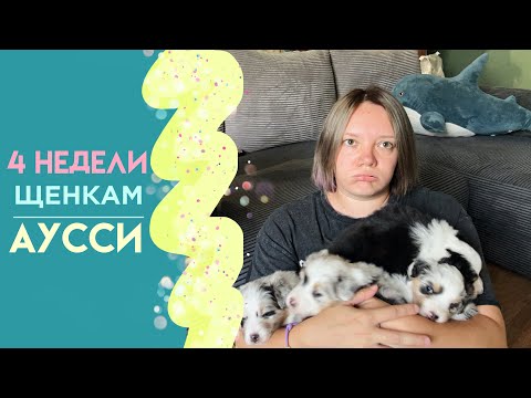 Видео: Мини-праздник! 4 НЕДЕЛИ щенкам! Наш распорядок дня