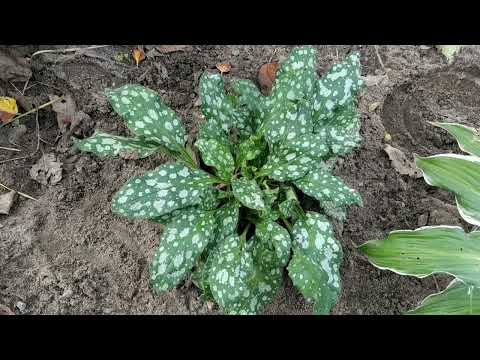 Видео: Топ 10 рослин для тіньового квітника.