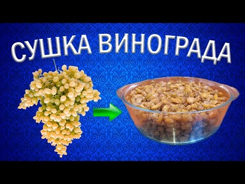 Видео: Как приготовить изюм из винограда кишмиш? | Сушилка для овощей и фруктов Ezidri