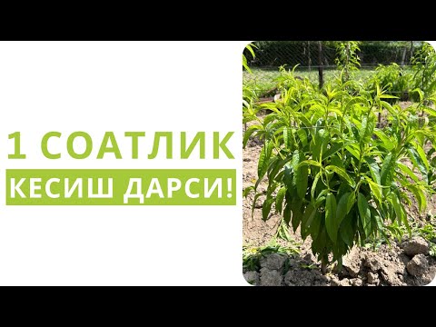 Видео: МЕВАЛИ ДАРАХТЛАРНИ КЕСИШ БЎЙИЧА 1 СОАТЛИК АМАЛИЙ ДАРС!