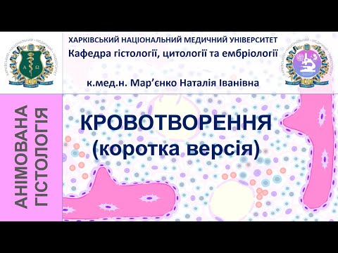 Видео: Кровотворення. Коротка версія. Гістологія