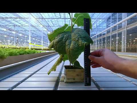 Видео: Рассада огурца возрастом 25 дней - фенологическия запись.