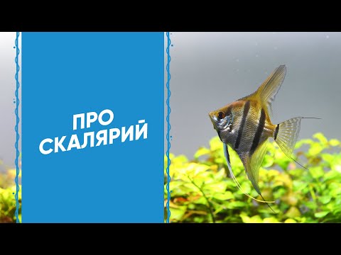 Видео: Чем кормить скалярий?