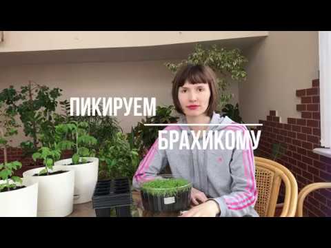 Видео: БРАХИКОМА.  ПИКИРОВКА БРАХИКОМЫ