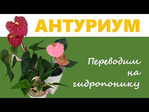 Видео: АНТУРИУМ: перевод на фитильный полив и другие виды гидропоники. Правила перевода в разные грунты