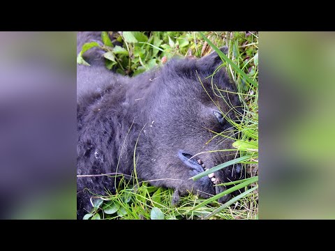 Видео: 12 НАСТОЯЩИХ ОБОРОТНЕЙ СНЯТЫХ НА КАМЕРУ